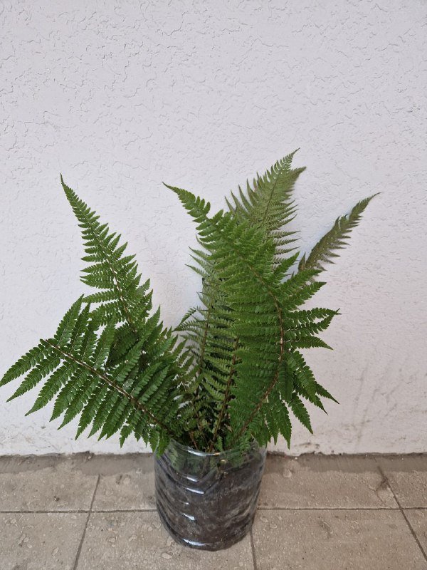 Папоротник 2