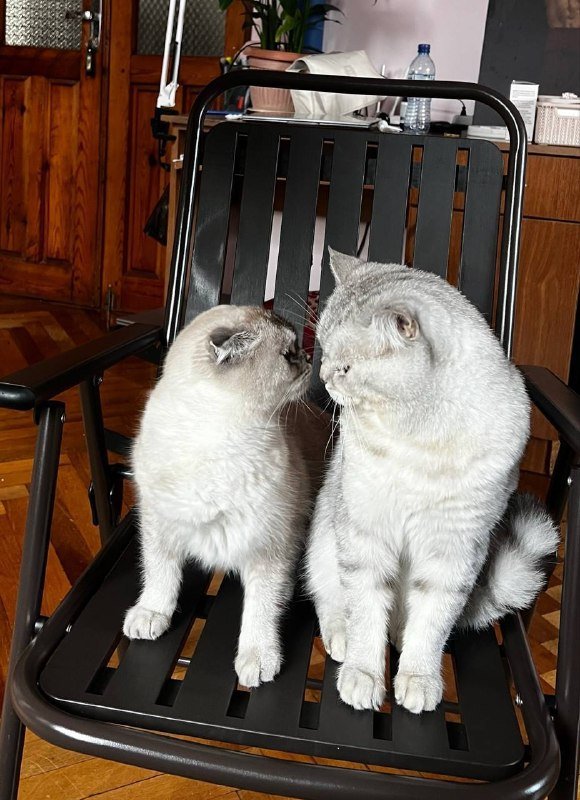 Шотландские котята 4