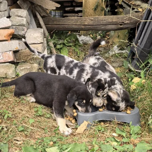 Щенки