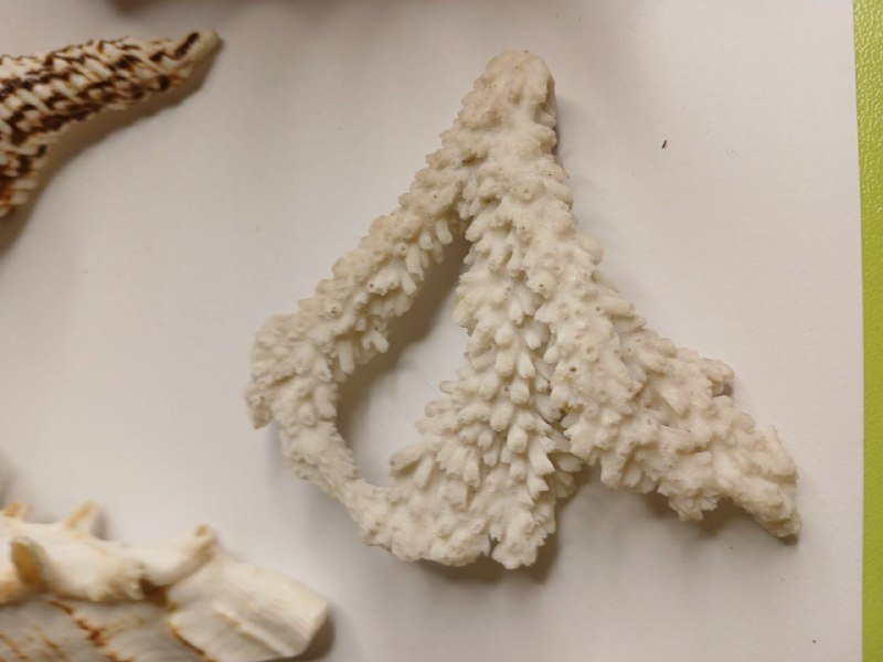 Морские раковины Lambis truncata, Charonia tritonis и коралл 5