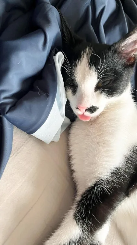Котёнок Шуфутинский ищет дом 1
