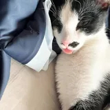 Котёнок Шуфутинский ищет дом 1