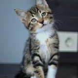Кот Криспи, котенок 8