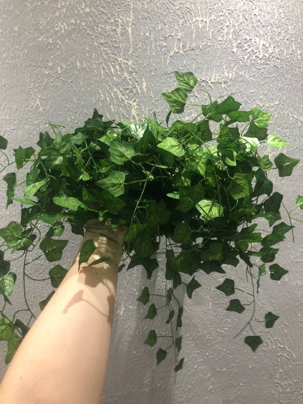 Декоративная зелень Лианы цветы бонсай 2