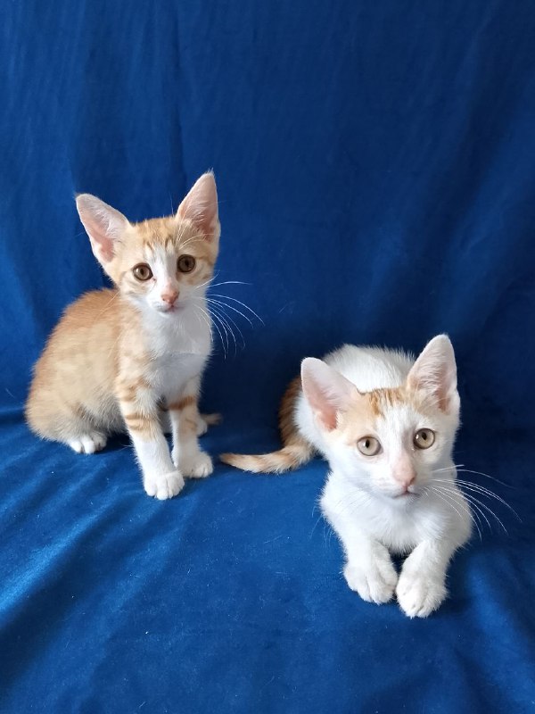 Котята 2 месяца мальчики
