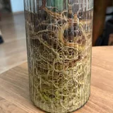 Ананаси, філодендрон, аспарагус, монстера 5