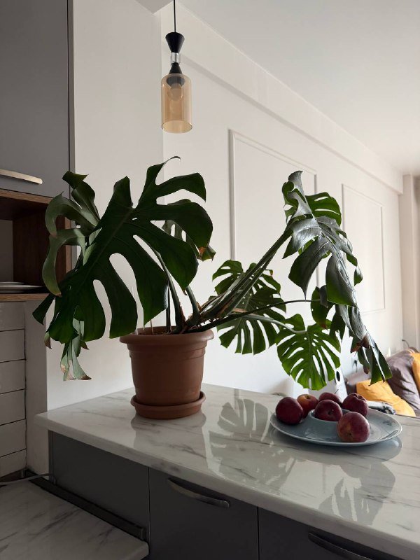 Монстера, компьютерный стул, стол, монитор 4