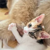 Котёнок Крошка 5