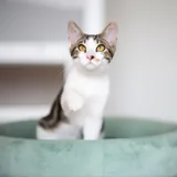 Котенок Космо ищет дом 2