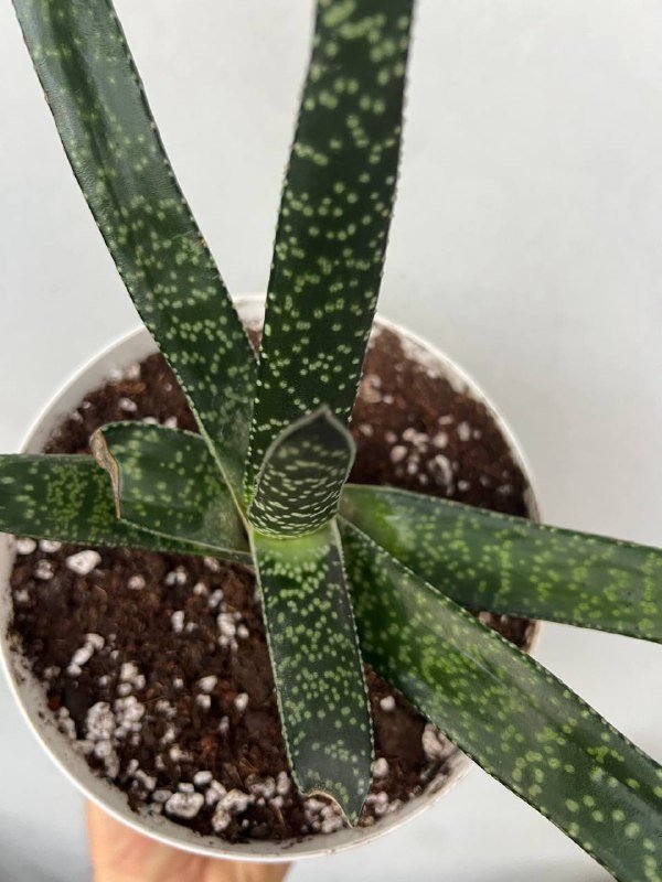 Гастерия, Мини-гастерии, Каланхоэ, Алоэ, Ктенанта комнатные растения