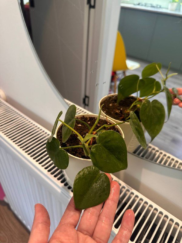 Цветы в горшках 4