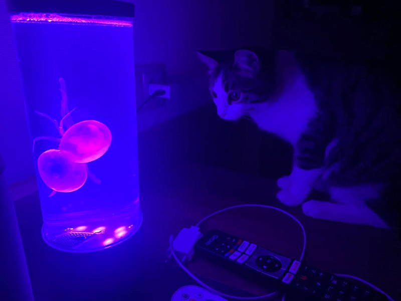 Фен Xiaomi Water Ionic Hair Dryer H500, Новогодние штучки, Гирлянда, Кашпо IKEA, Кастрюля, Лампа с медузами 8