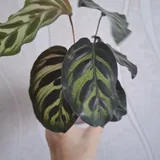Кактусы, традесканция, хлорофитум, калатея, роули 7
