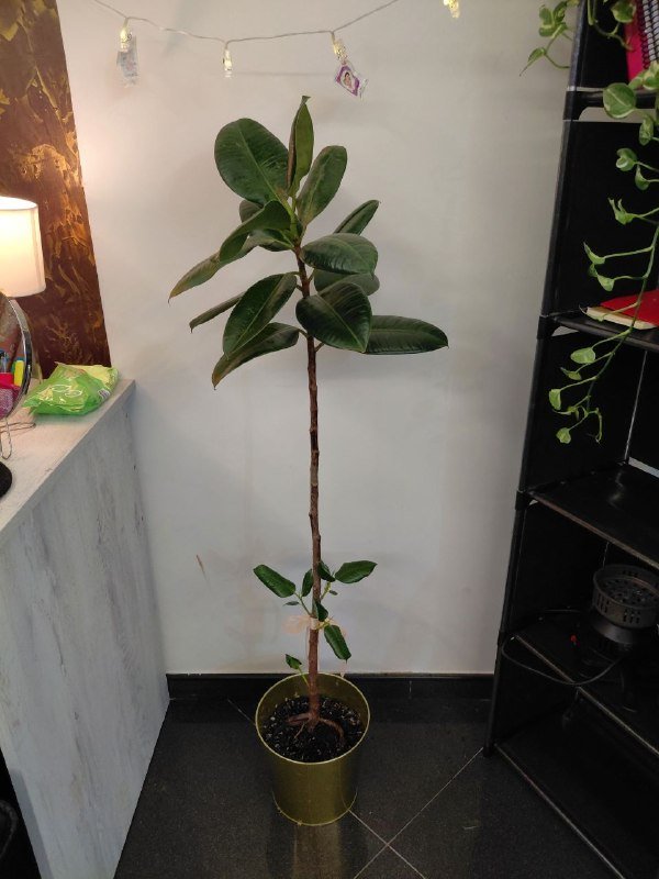 Фикус, сансиверия, сциндапсус, авокадо