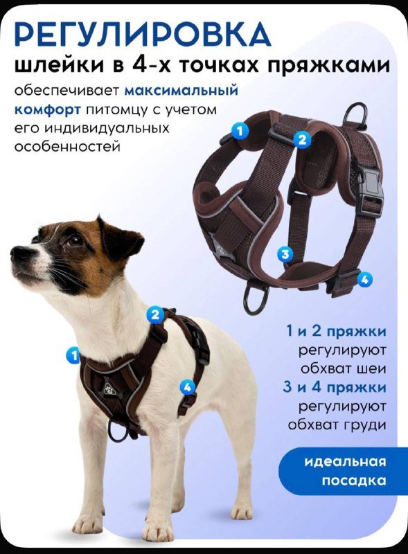 Анатомическая шлейка для щенка с поводком и адресником 4