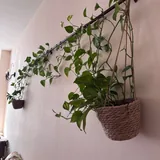 Цветок дьявольский плющ 4