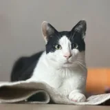 Тесла, кот 2