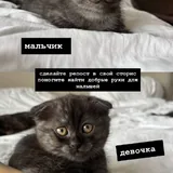 Котёнок 3