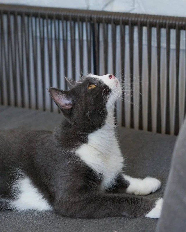 Иви кошка с характером и любовью 4