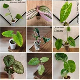 Комнатные растения 2