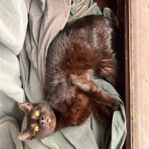 Кошечка Шоко и котик Паша