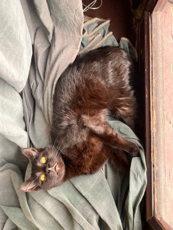 Кошечка Шоко и котик Паша 1