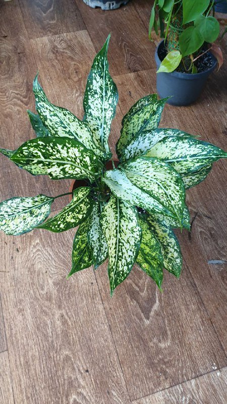 Шефлера, Хеппи лив, Санса, Аглаонема, Филодендрон неон, Замиокулькас черный, Драцена 4