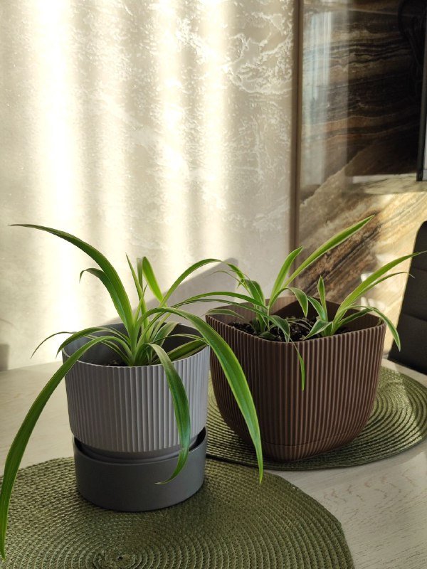 Хлорофитум 2 цветочка