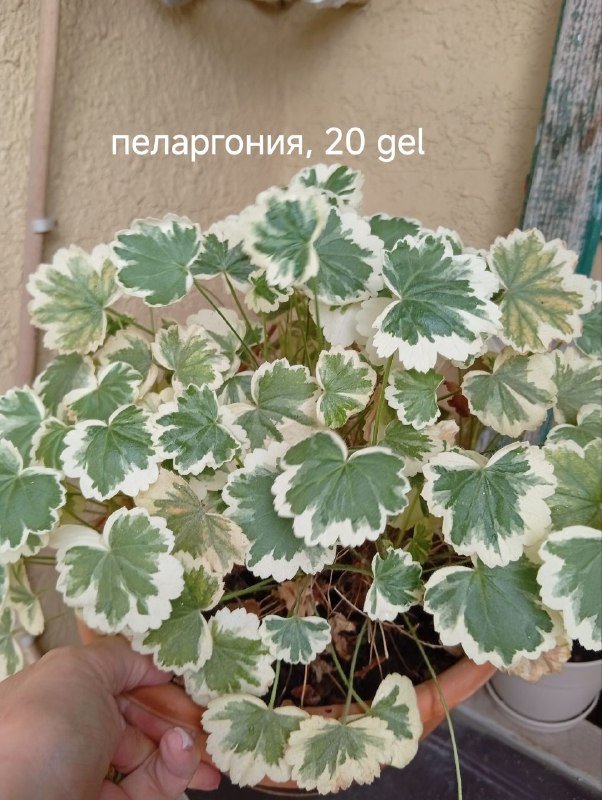 личные вещи и цветы 8