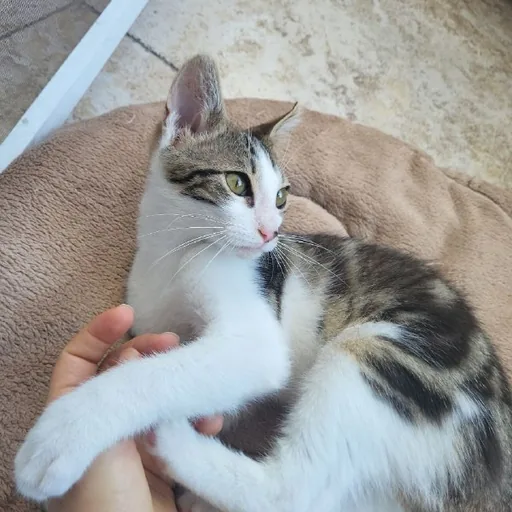 Котенок Космо