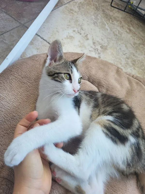 Котенок Космо 1