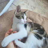 Котенок Космо 1
