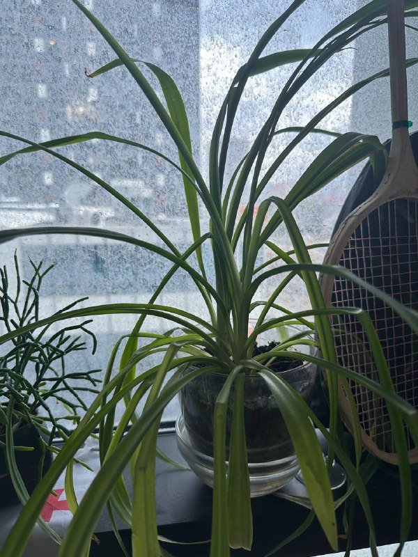 Кофейное дерево, Авокадо, хлорофитум, традесканция с горшками 5