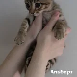 Котята, четыре котенка 3