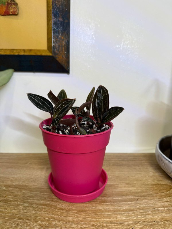 Комнатные растения с горшками 5