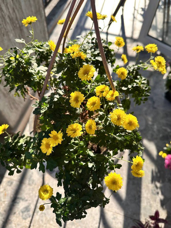 Комнатные растения: традесканция, кофе арабика, цитрусы, авокадо, цикламены, пуансеттия, азалия, хризантемы, мушмула 6