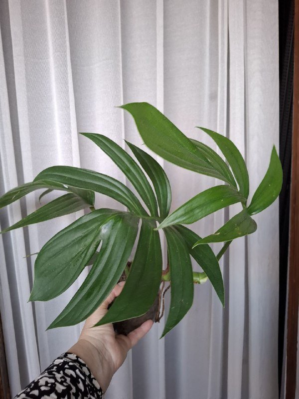 Сукуленты, филодендрон, хлорофитум, каланхоэ, папоротник, бананы 6