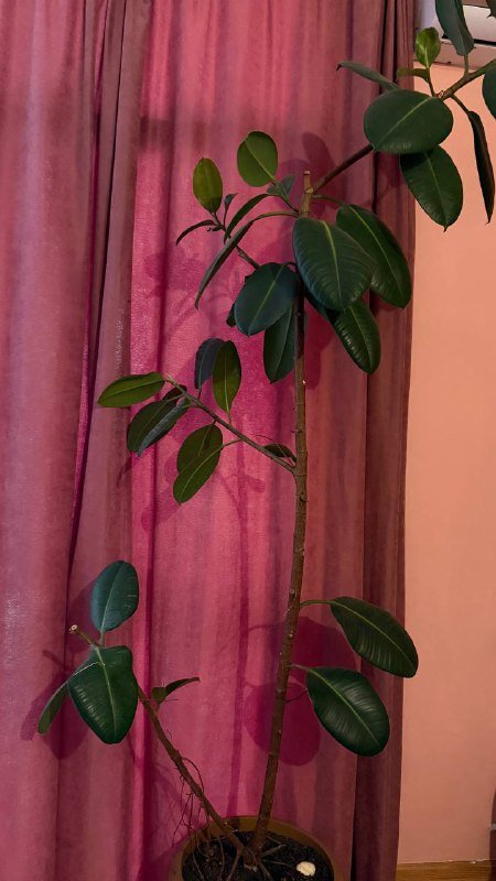 Огромный фикус