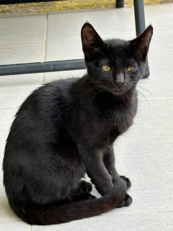 Котята бесплатно 6