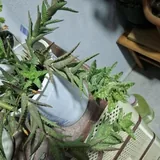 Комнатное растение 2