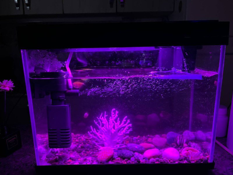 Аквариум с рыбками 2