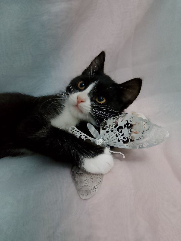 Котенок Марси 3