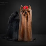 Щенки йоркширского терьера 1