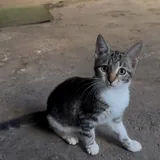 Котёнок Бусинка ищет дом или передержку 2