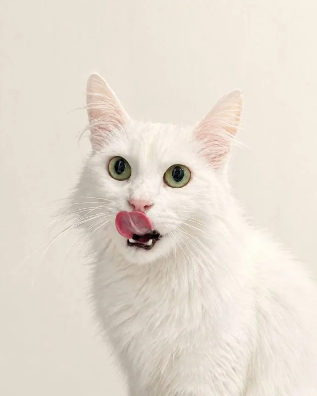 Юна, кошка 4