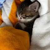 Котята 2
