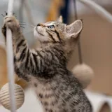 Котята 2
