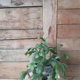 Комнатные растения 5