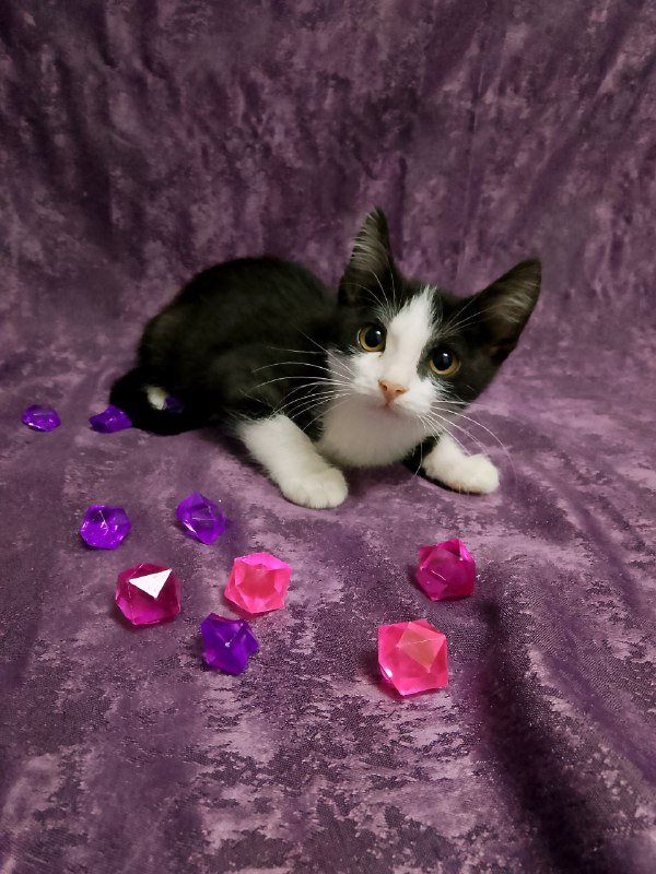 Котенок Леди для дома 5