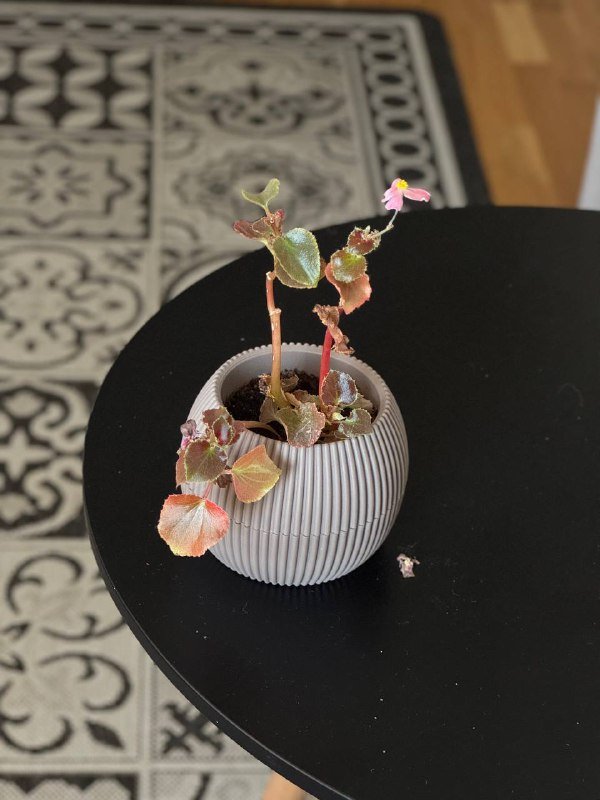 Цветы в горшках, Толстянка, Фикус, Спатифиллум, Алоэ, Бегония 7